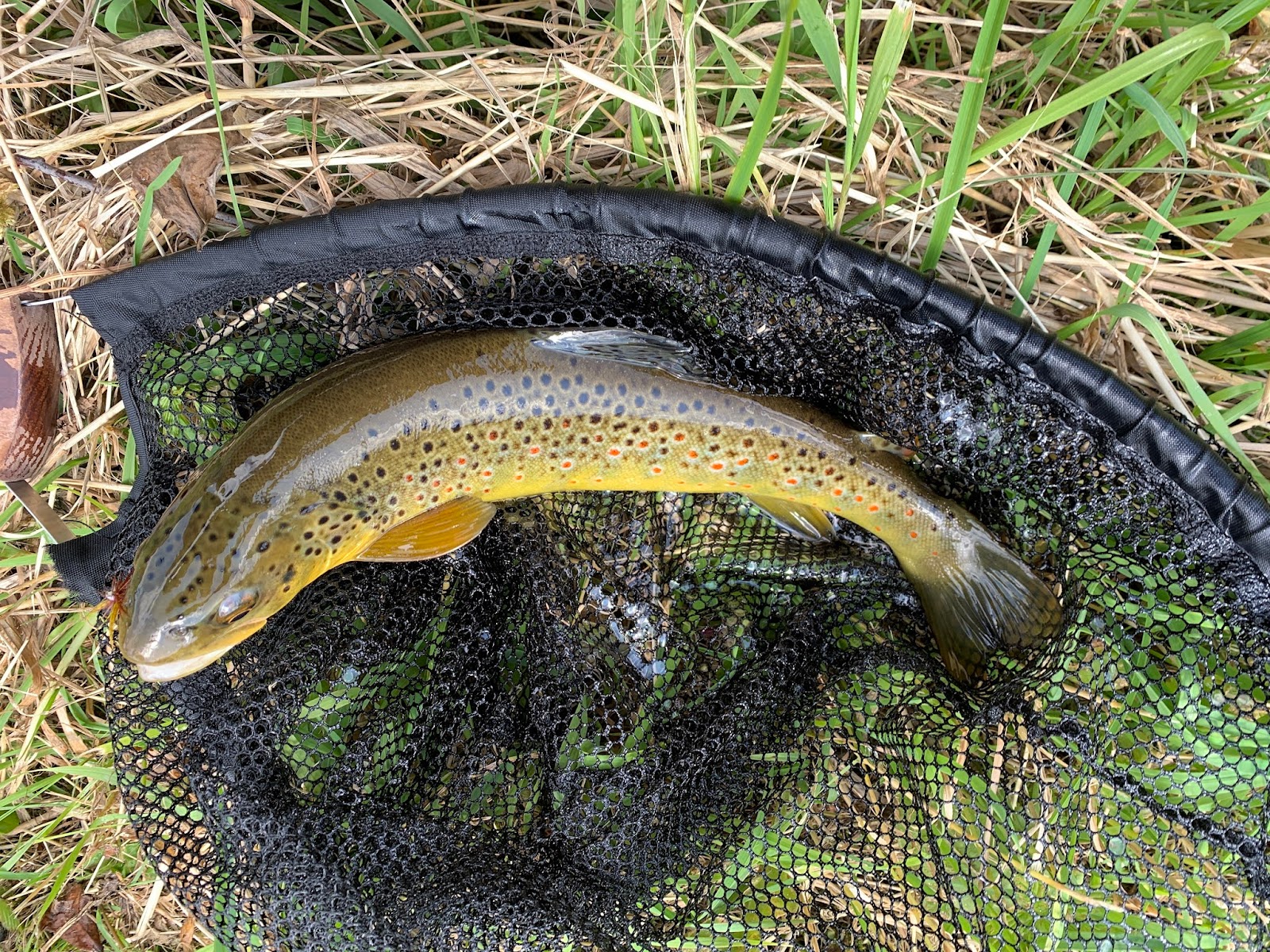 Fliegenfischen ist Faszination Die Wiese im Schwarzwald Deutschland