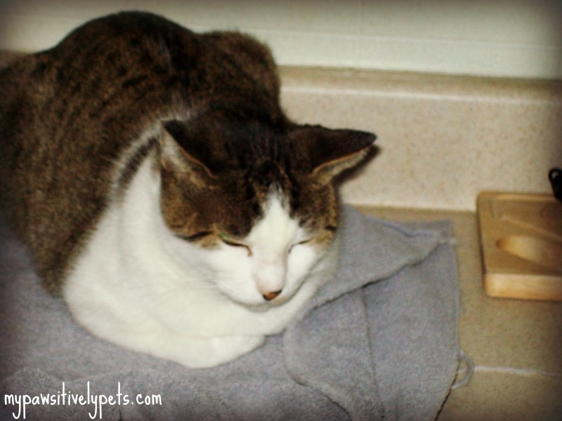 Why Do Cats Do Weird Stuff? Pawsitively Pets