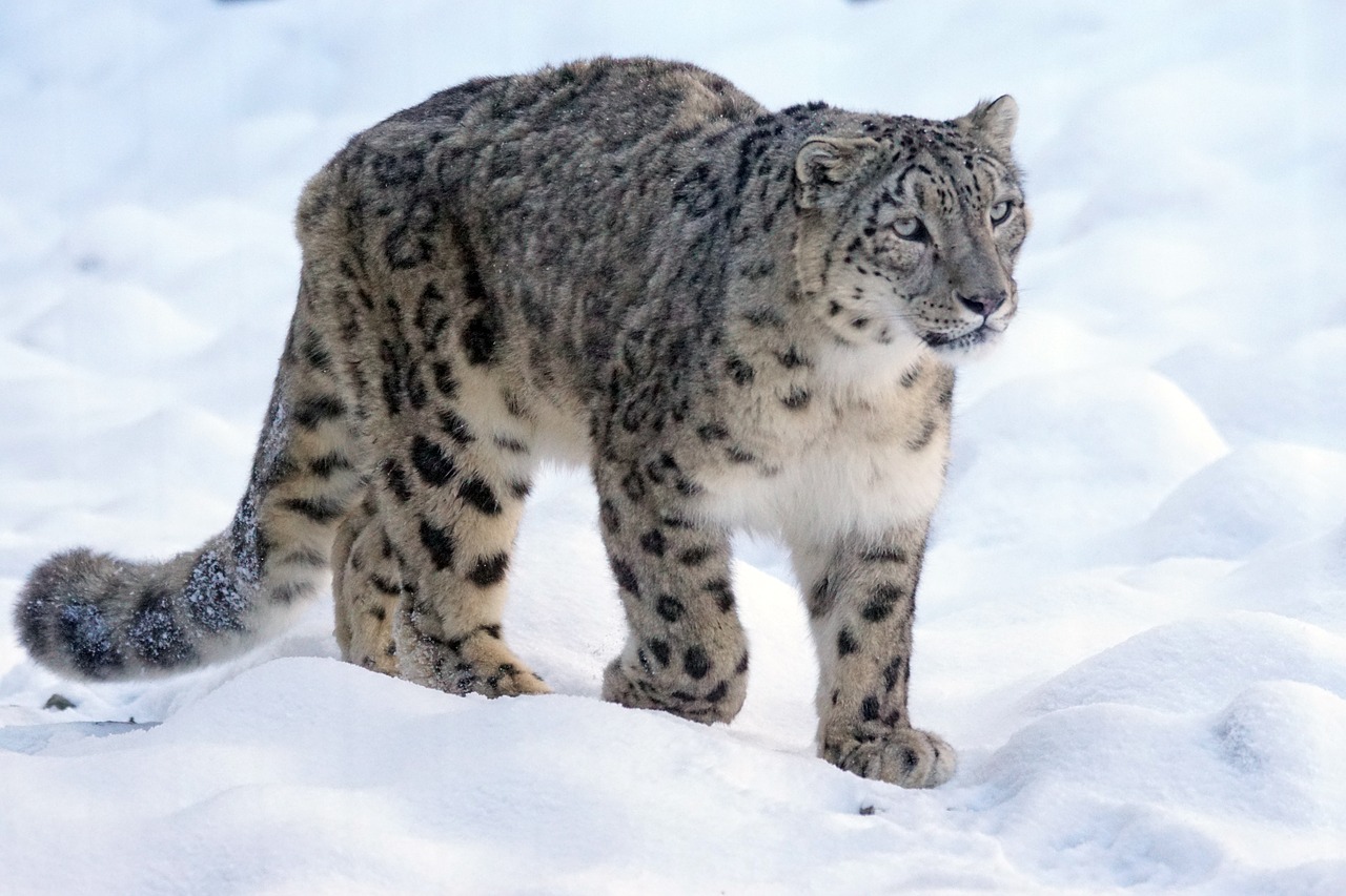 10 most endangered wild cat in the world 2020