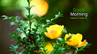 Beautiful flower images with good morning text