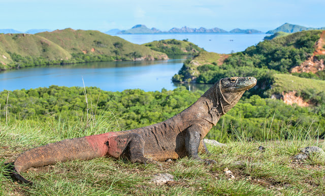There are 1500 Komodo dragons on Rinca Island - Komodo Islands