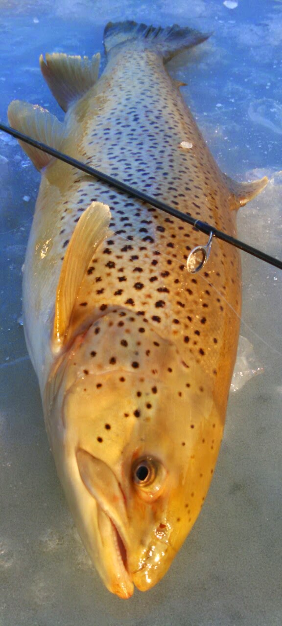 Wisconsin Fishing Reports Wisconsin Steelhead and Brown Trout Report