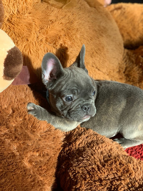 Bulldog Francés Bulldog Francés
