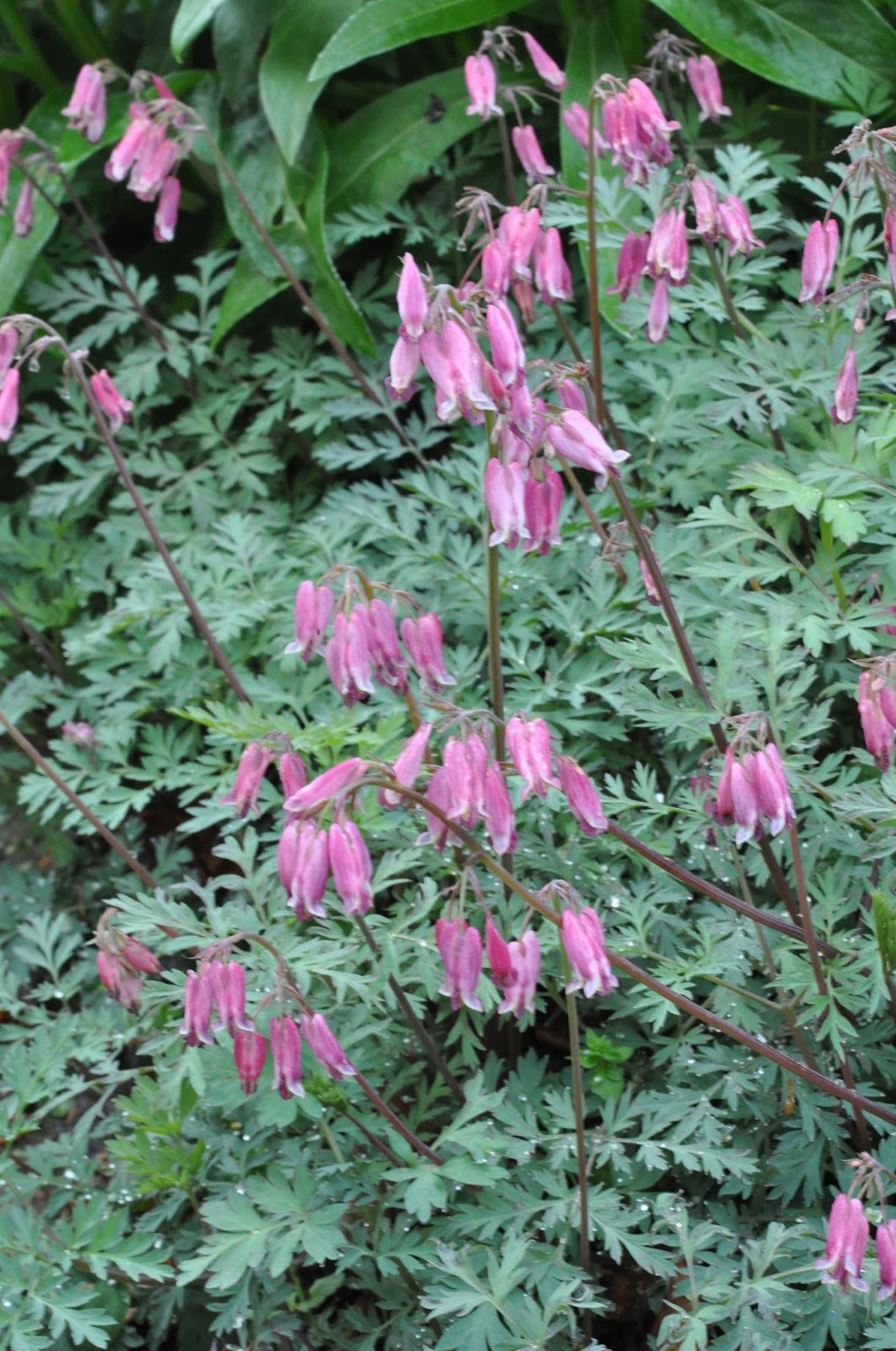 Alpine Garden Society Victorian Group Dicentra. Bleeding Hearts.