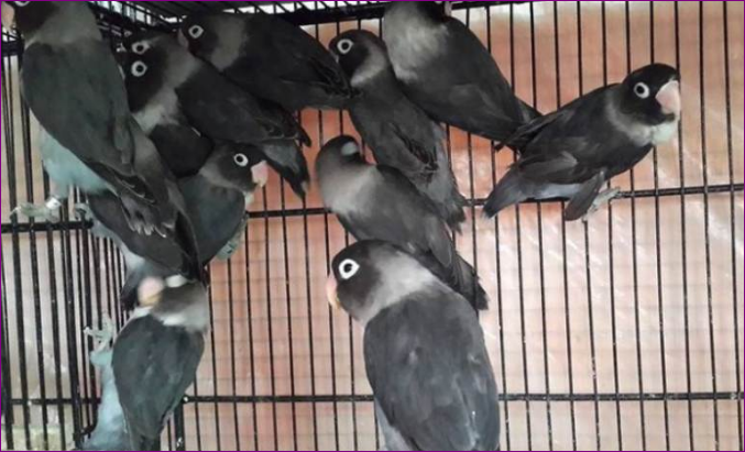 Jenis Burung Lovebird Tercantik yang Ada di Dunia Jenis Burung Lovebird Tercantik yang Ada di Dunia