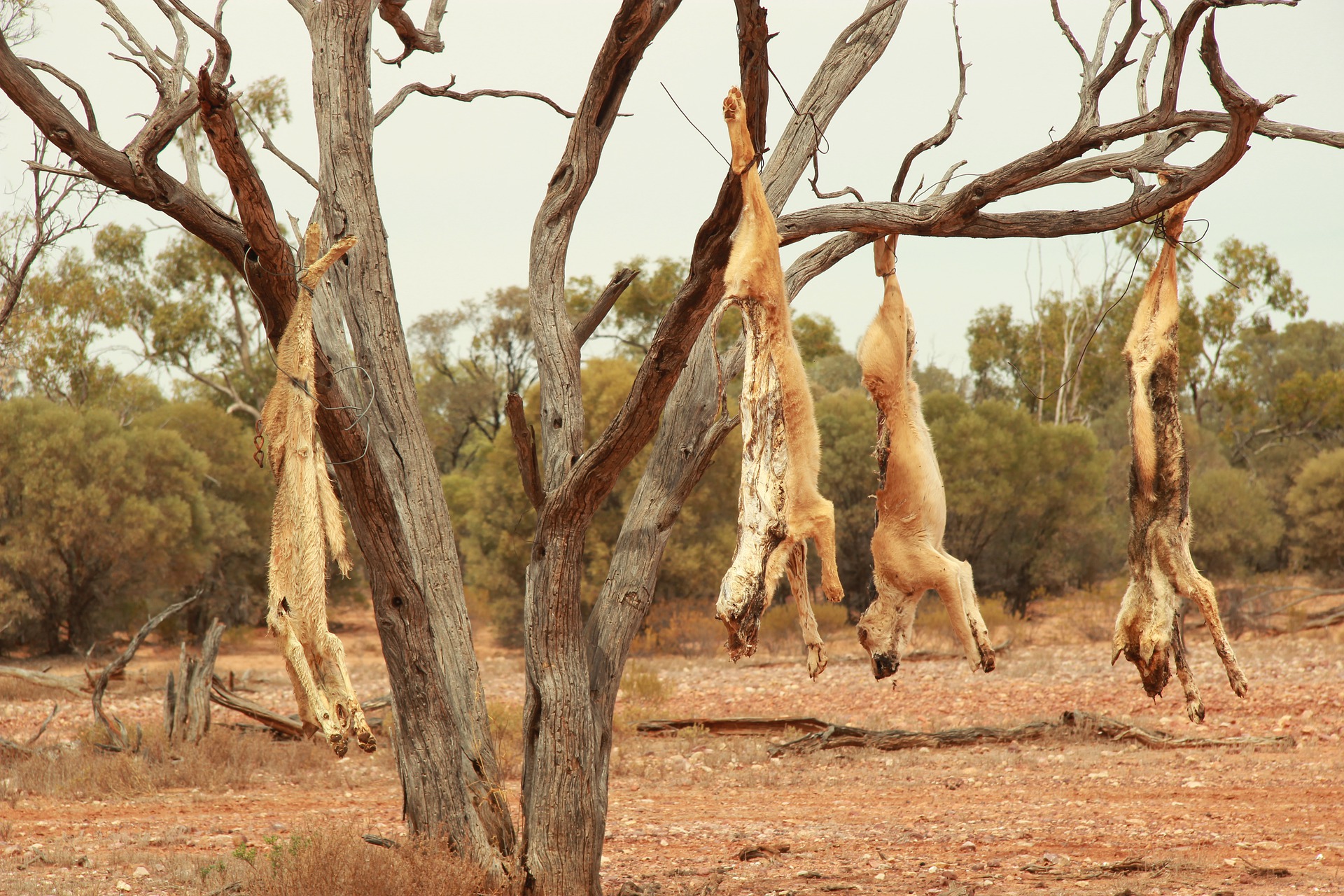 20 Amazing Facts About The Dingoes