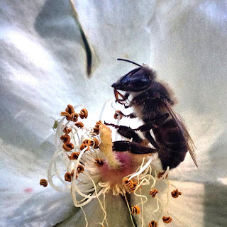Abeja envenenada. El Triunfo de los Sueños. Diario de un Observador Una abeja que murió envenenada por un agroquímico mientras libaba de una flor. Igual que las abejas, los quetzales se encuentran en peligro de extinción.