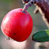 Health Benefits of Cranberries