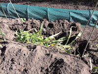 Autumn Allotment Jobs - Digging A Bean Trench