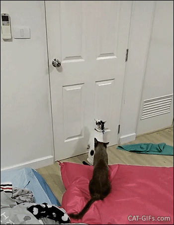 Amazing Cat GIF • Clever cat jumps and open the door with his right paw like a human Amazing Cat GIF • Clever cat jumps and open the door with his right paw like a human