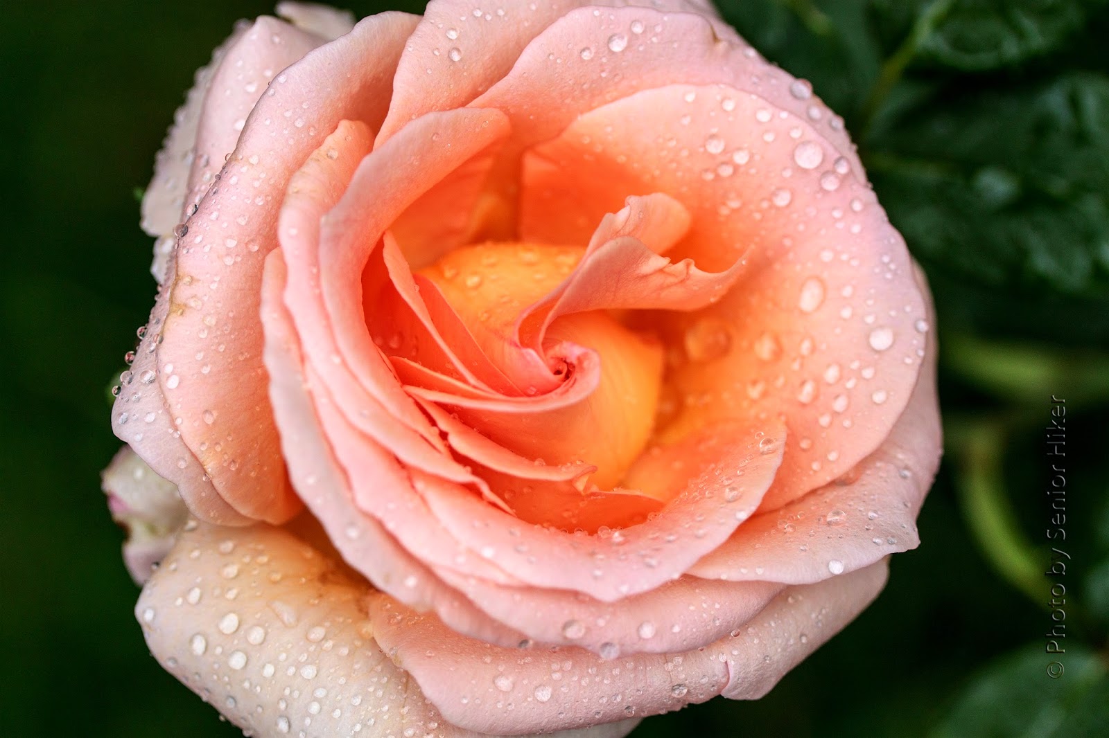 Photos by Senior Hiker Rose of the Week Apricot Nectar