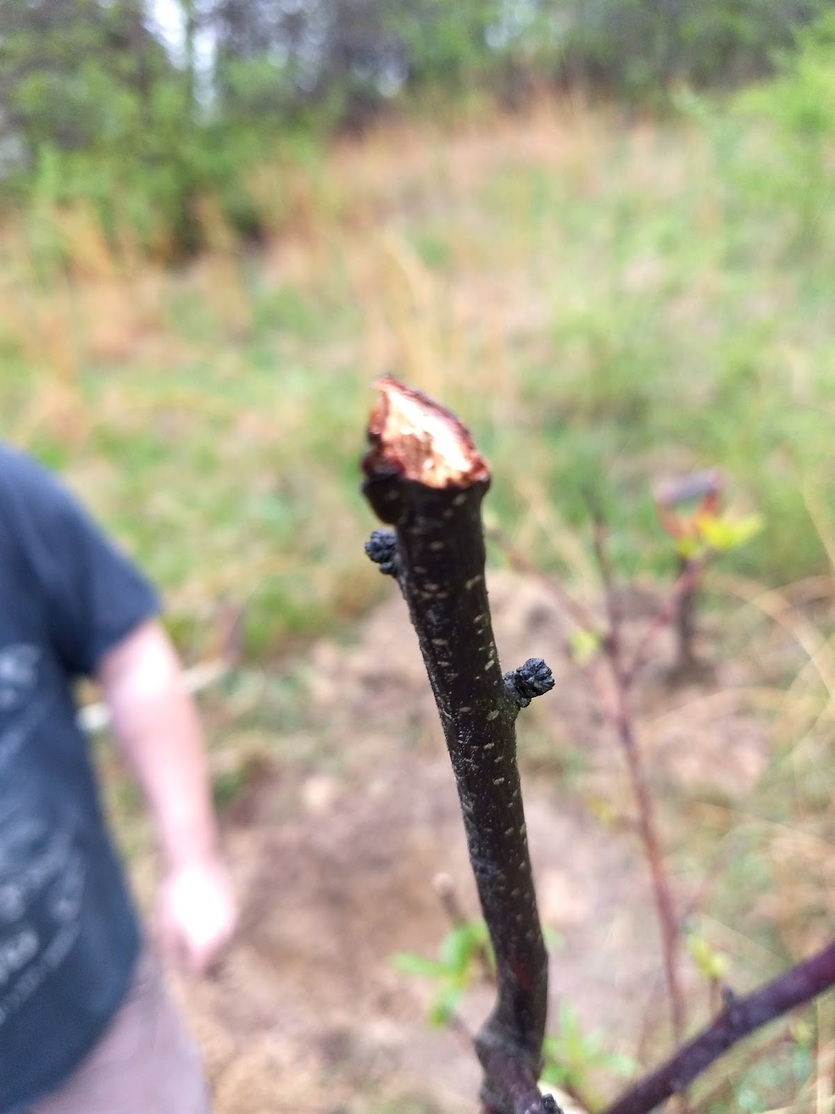 The Fruit Cocktail Tree Uncharted Heritage