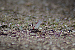 paradise bird fly male insect diary