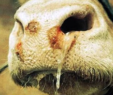 Penyakit  Mulut Kuku Kambing Domba