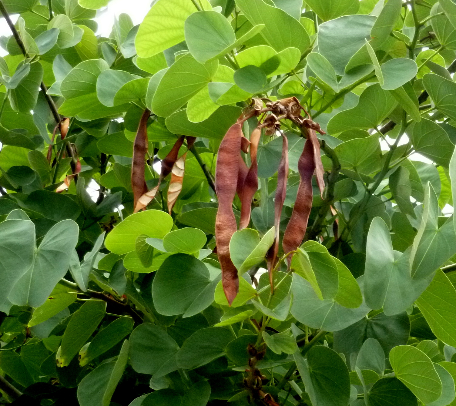 PATA DE VACA origen, características, propiedades,