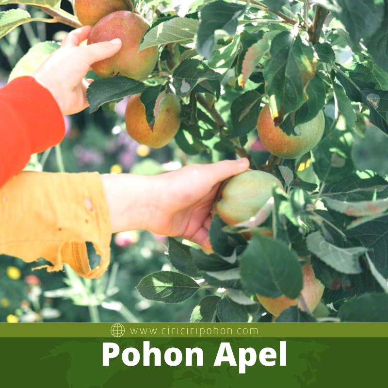 Pohon Apel