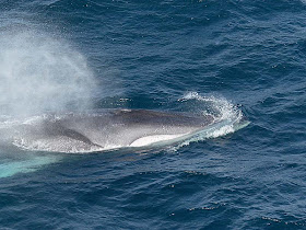 Life of Sea: Life of Fin Whale
