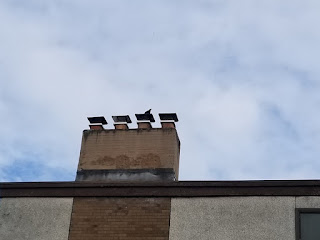 crow on a chimney
