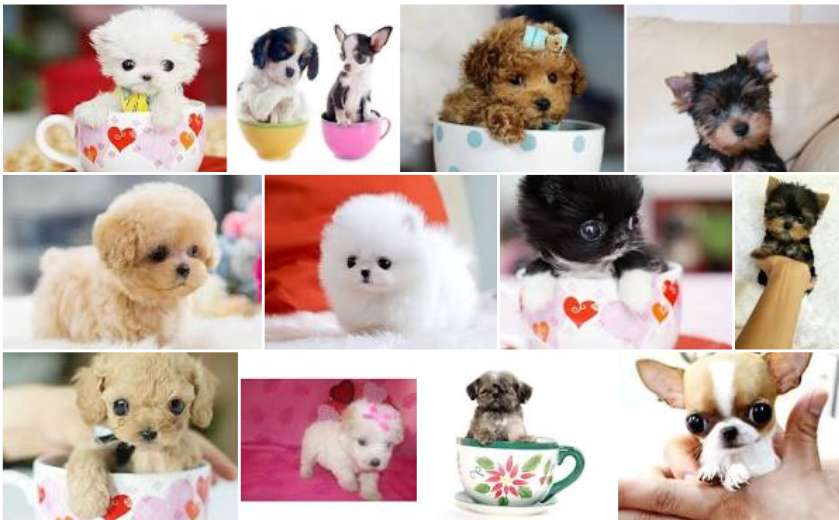 Los mini perritos "Tacita de té" tienen un mensaje para ti El Hallador