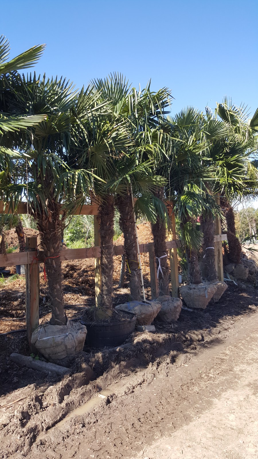 Cold Hardy Palm Trees in Houston Windmill palms Trachycarpus