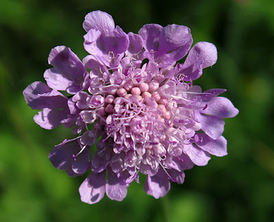 Flor morada de Escabiosa (Knautia arvensis)