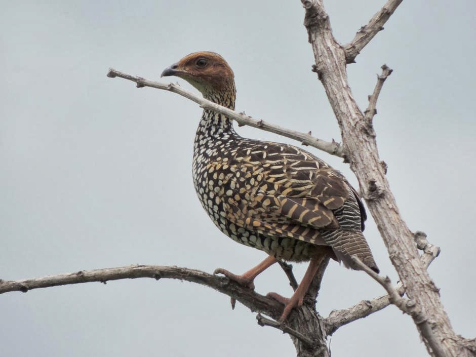 Painted Francolin