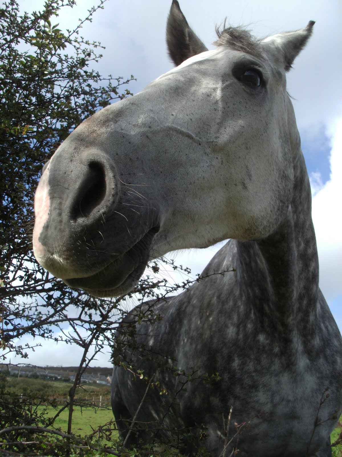 Isn't That Just A Picture?: A Curious And Large, Hoofed Mammal