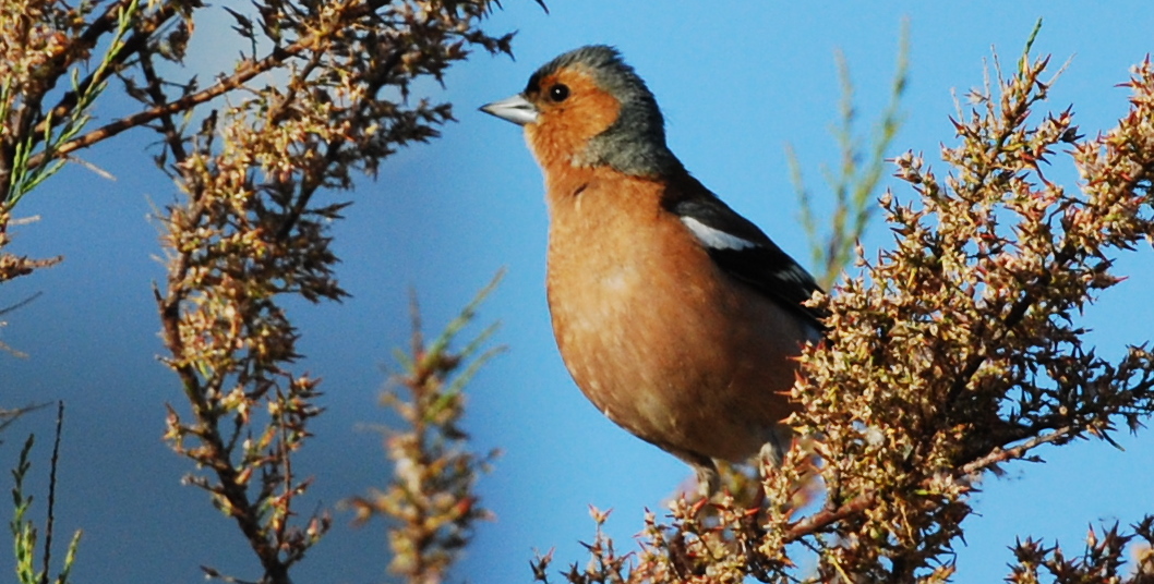 Serge Krzyzanowski Photographies Les oiseaux de Bretagne