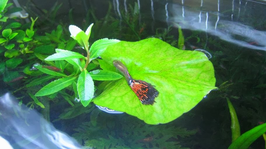 A NIGHT BY THE AQUARIUM Banana Aqua Plants (Nymphoides Aquatica)