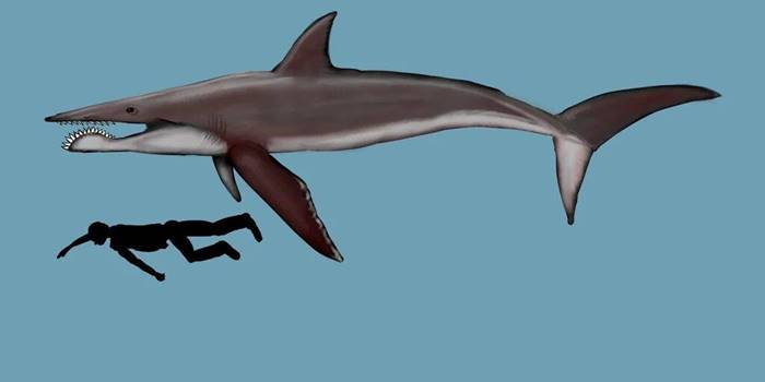 Helicoprion | Shark with a chainsaw on the lower jaw