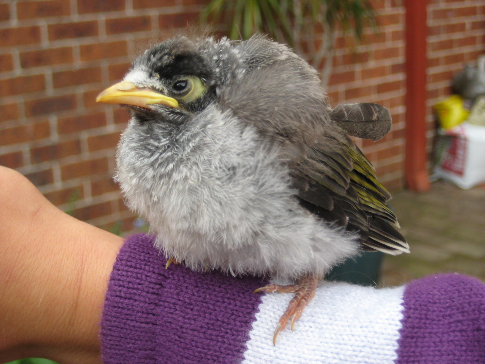 What should I do if I find a nestling/fledgling bird?