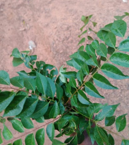 In Praise Of Mahonia