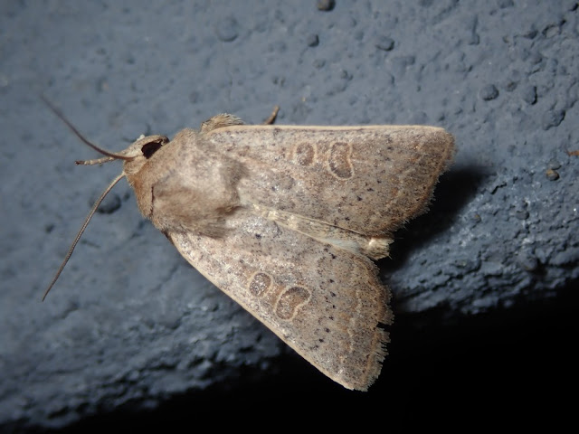 Hoplodrina ambigua Hoplodrina ambigua