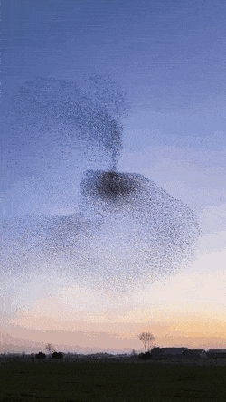 daily_gifdump_3539_18.gif