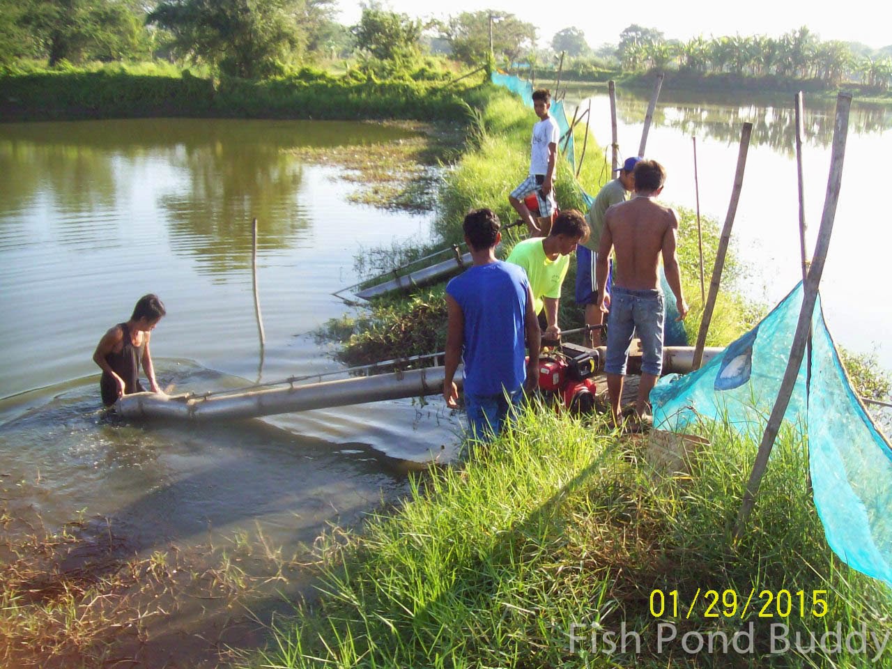 Fish Pond Buddy How to Harvest Using Pond Draining ("Limas")