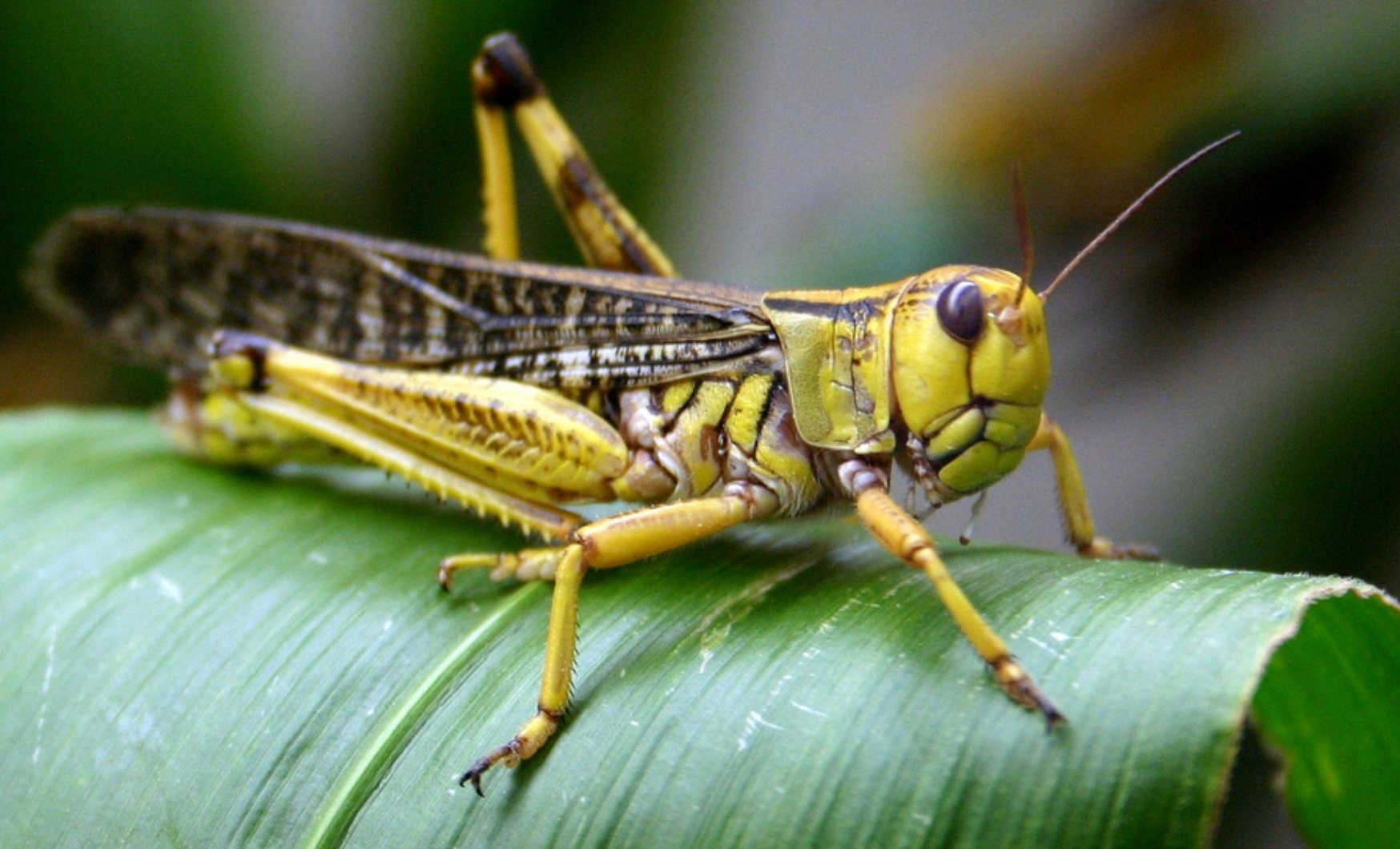 Do Locusts bite humans? How do you kill a swarm of locusts?