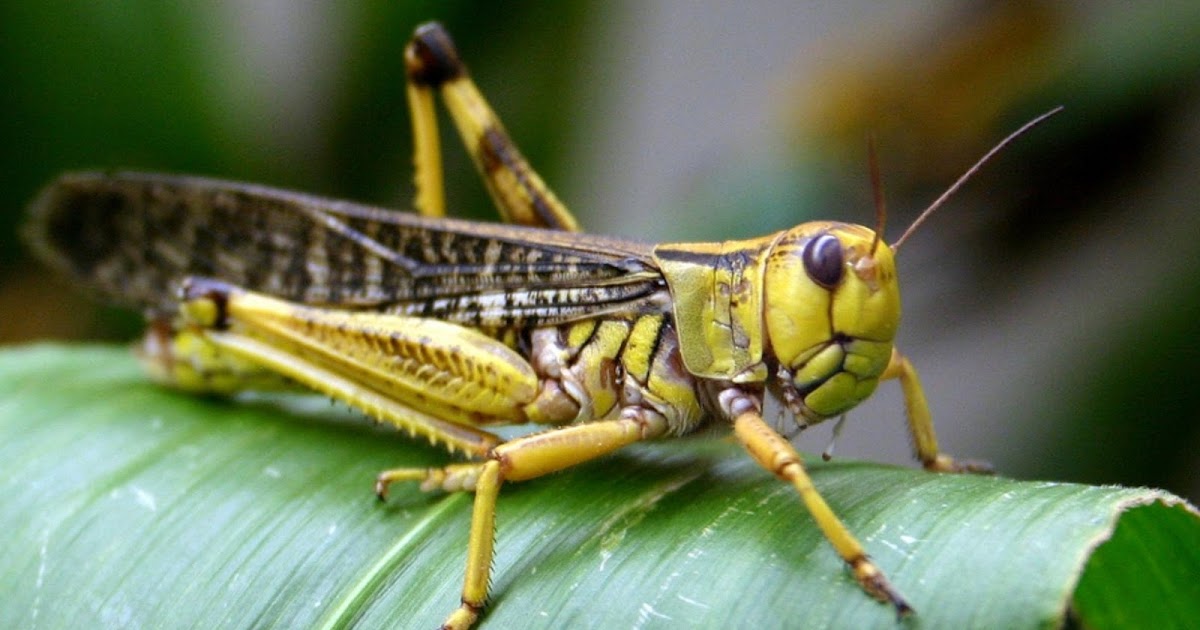 Do Locusts bite humans? How do you kill a swarm of locusts?