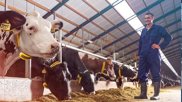 How to treat Urea toxicity in dairy Cows