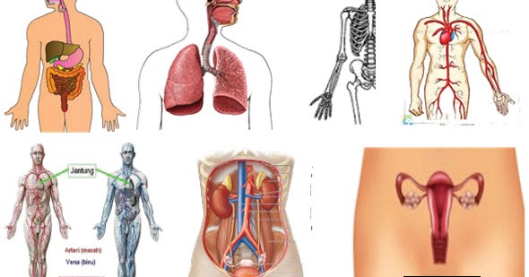 Sistem Organ Dan Organisme