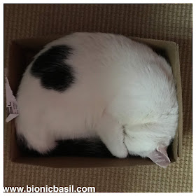 BBHQ BOX INSPECTORS @BionicBasil® The Sunday Selfies