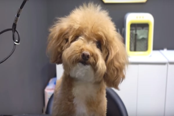 Young puppy With 'Milk On The Chin' Gets A Trim At The Groomer's As well as Over 3M Have Actually Seen