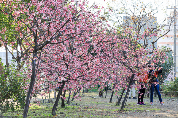 台中烏日湖日社區櫻花林，數十棵粉紅櫻花隧道，平地賞櫻好去處
