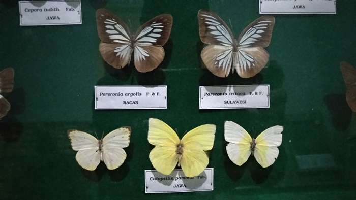 Koleksi Serangga Awetan Di Museum Zoologi Kebun Raya Bogor Traveling Sejarah Budaya Tokoh Peristiwa Ekonomi Bisnis