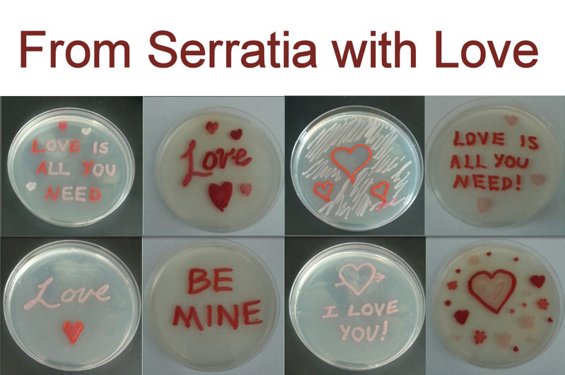 Medical Laboratory and Biomedical Science From Serratia