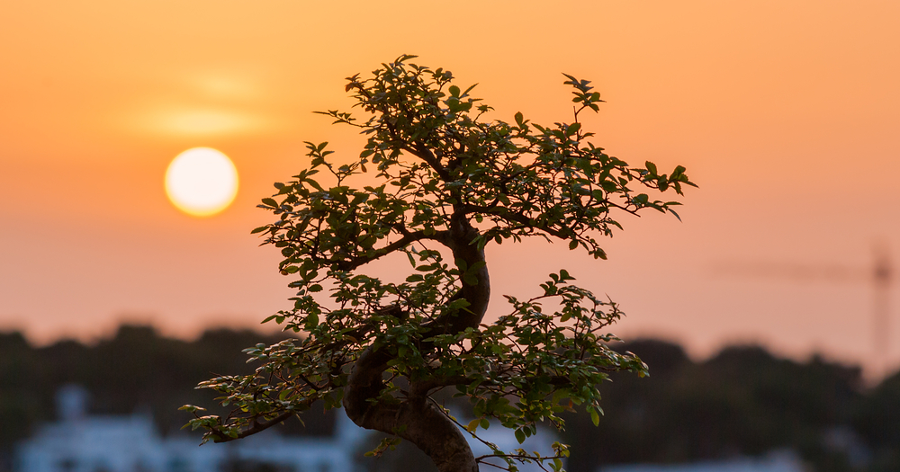 Panduan Menggali [Ndongkel] pohon dari Hutan yang Baik dan Benar