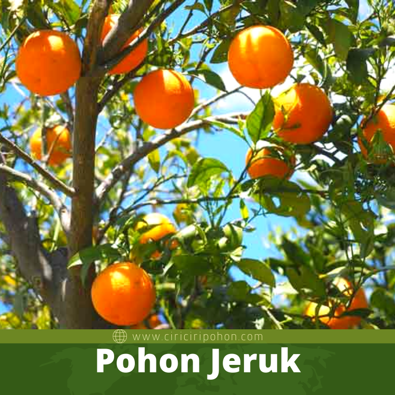 Pohon Jeruk