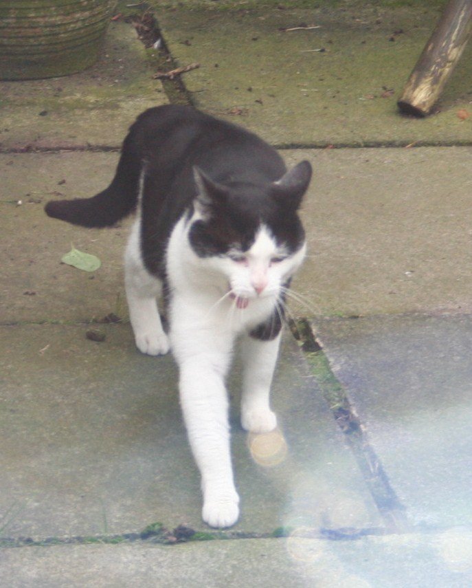 Lancaster & Morecambe Pet Search Found Animals