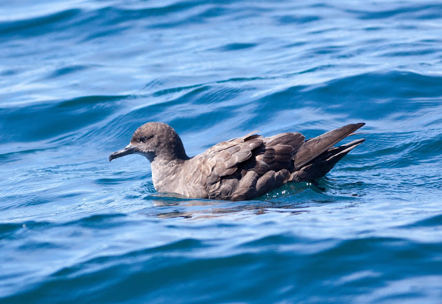 Sooty Shearwater, Scilly