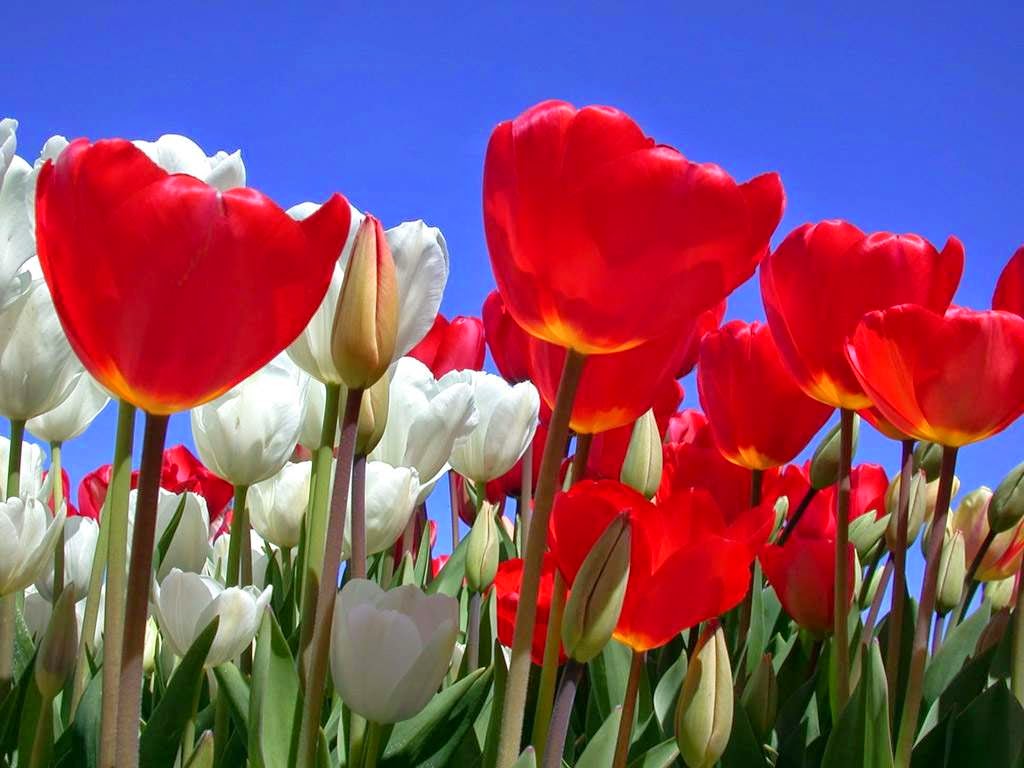 7 Great Flowers Art cokolwiekap