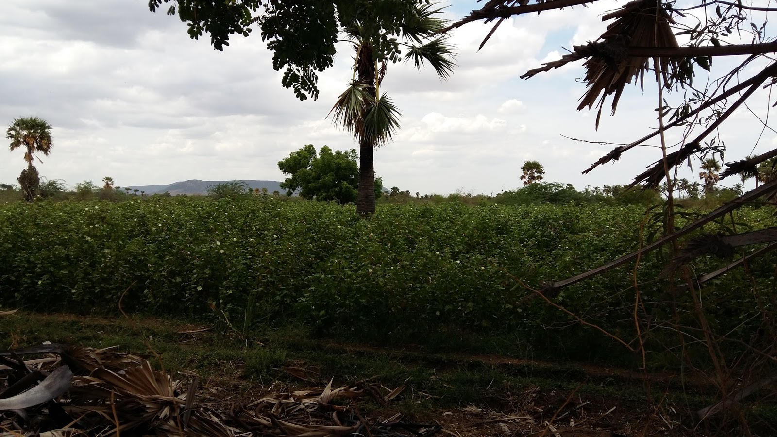 AGRI LANDS CHEAP AGRI LAND FOR SALE WITH FREE ELECTRICITY